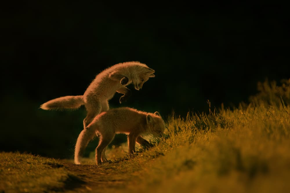 Golden Night Foxes by Rob Li — canvas wall art
