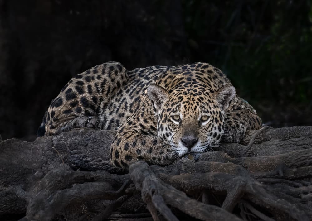 Watchful Jaguar Resting by Liwen Tao — canvas wall art