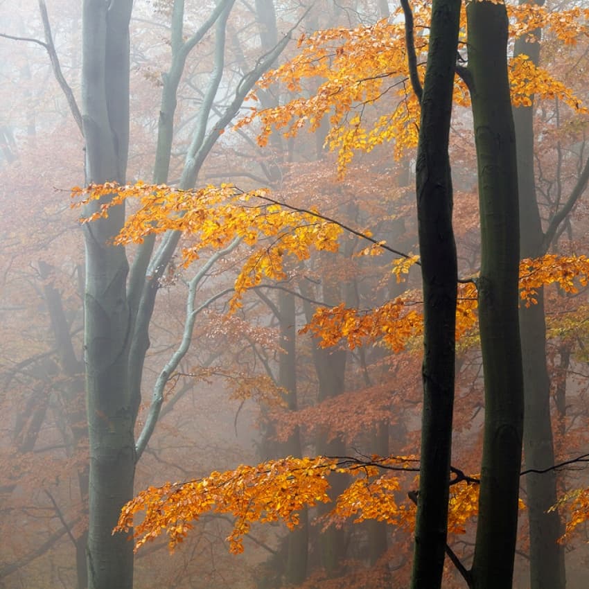 Golden Autumn Fog by Martin Rak — canvas wall art