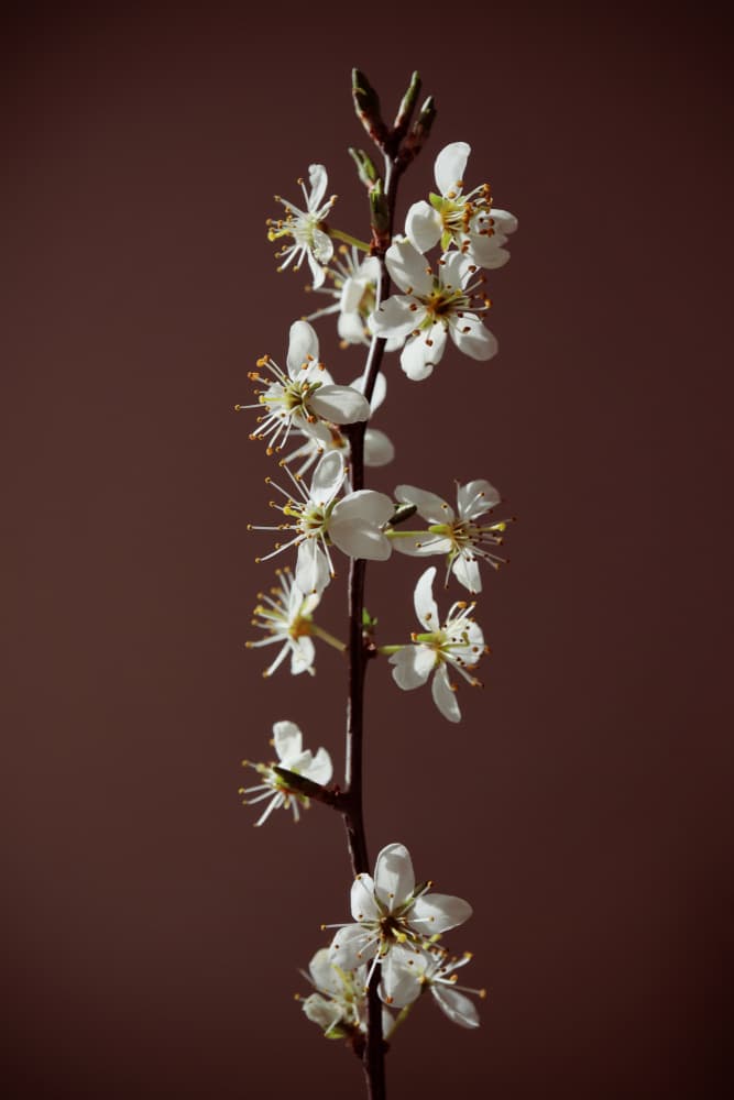 White Spring Blossoms by Rosana Laiz Blursbyai — canvas wall art