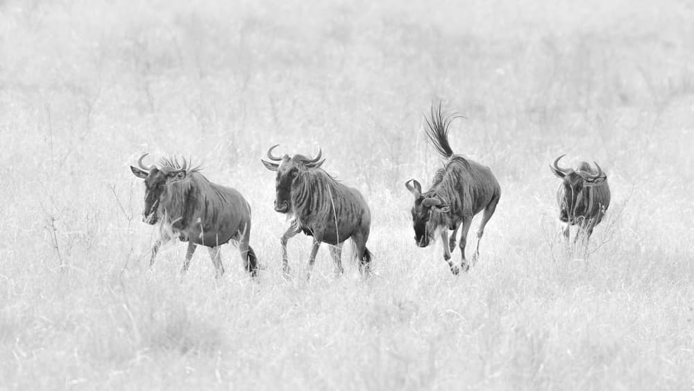 Wildebeest Running Free by John Fan — canvas wall art