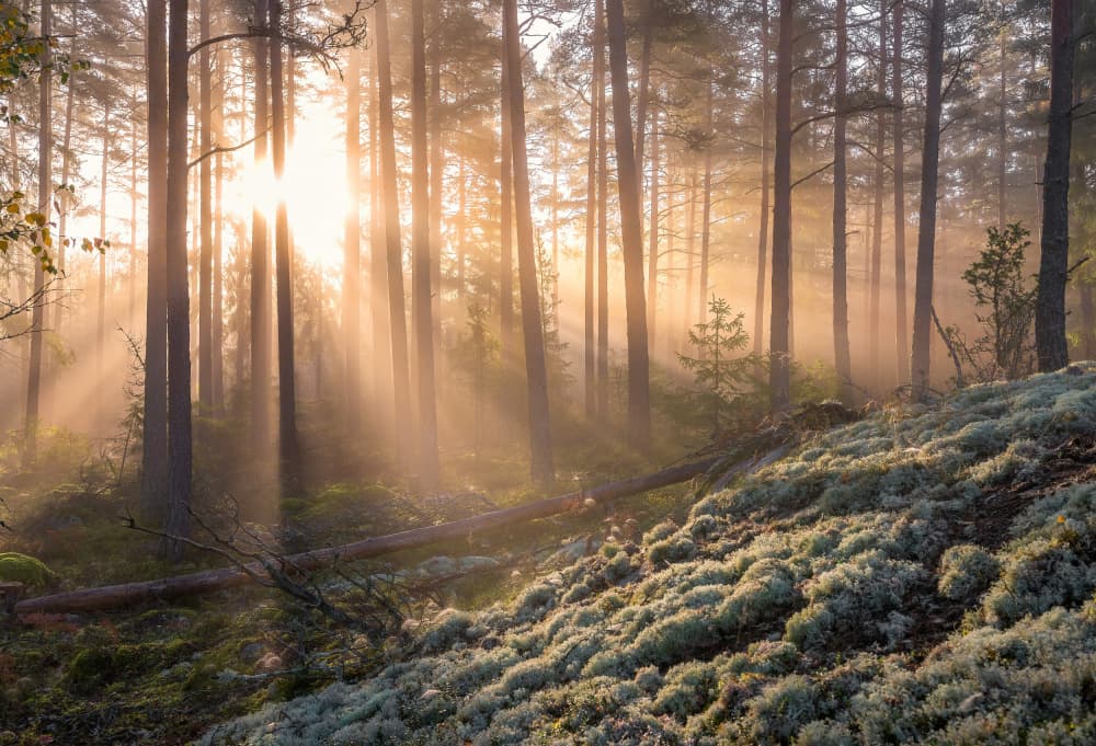 Golden Forest Mist by Christian Lindsten — canvas wall art