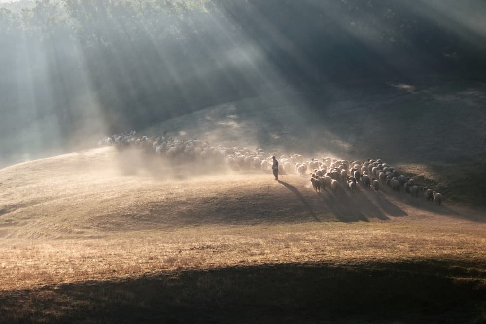 Shepherd's Misty Morning by Sebastian Prioteasa — canvas wall art