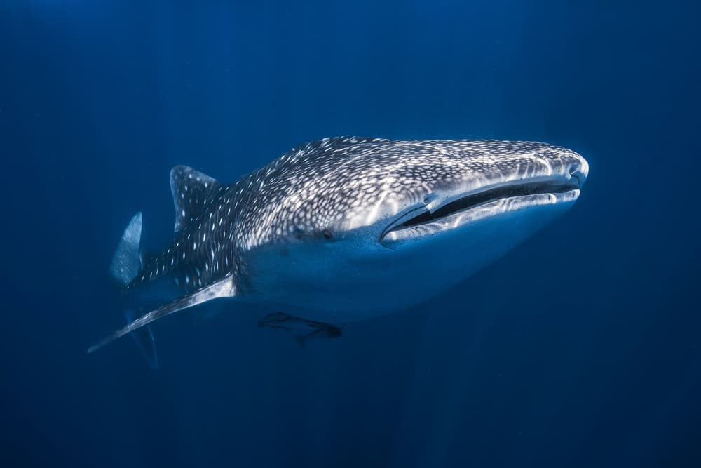 Deep Blue Whale Shark by Barathieu Gabriel — canvas wall art