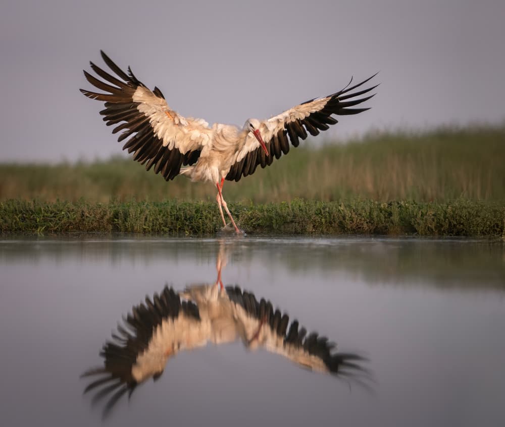 Stork Landing Reflection by Vicki Lai — canvas wall art