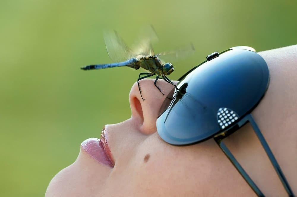 Blue Dragonfly Encounter by Petar Sabol — canvas wall art