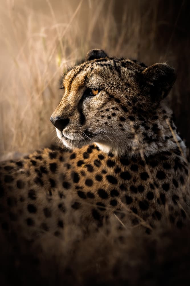 Watchful Cheetah Gaze by Ali Khataw — canvas wall art