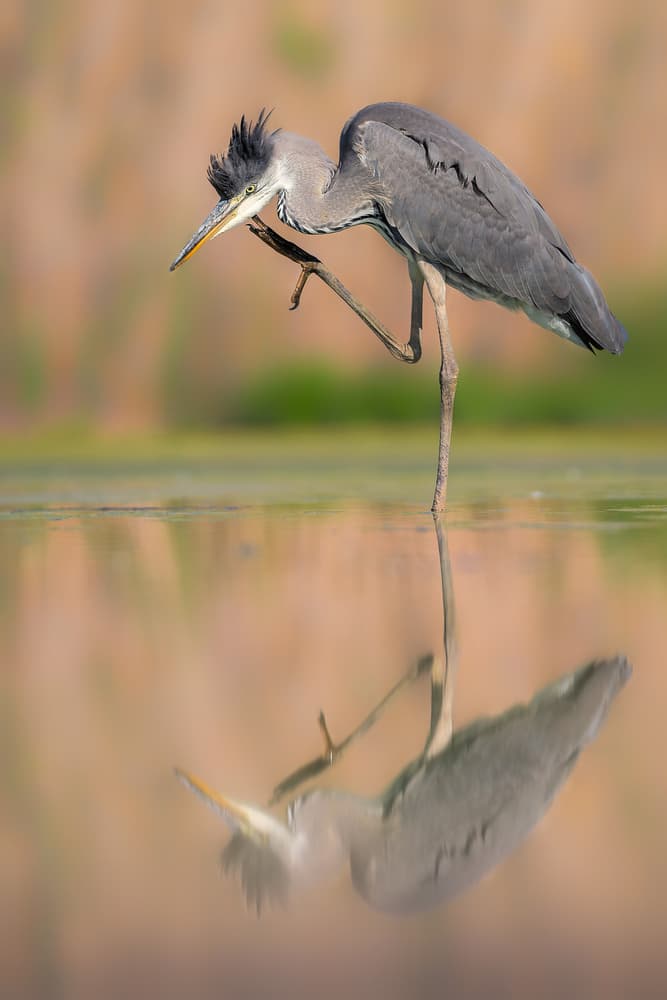 Heron Scratching Reflection by Jun Zuo — canvas wall art