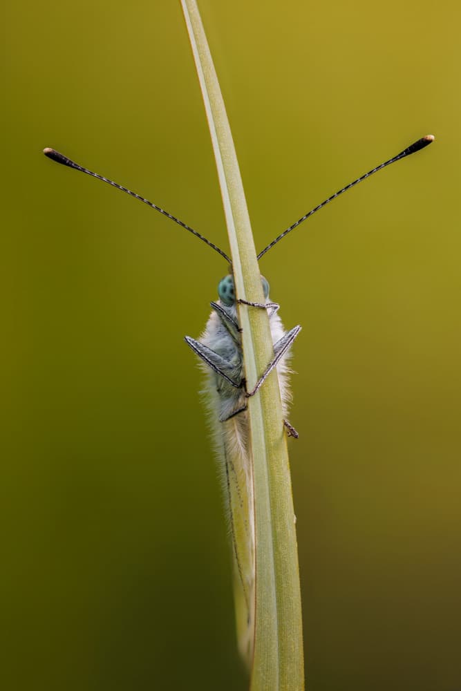 Butterfly on Green Blade by Magnus Renmyr — canvas wall art