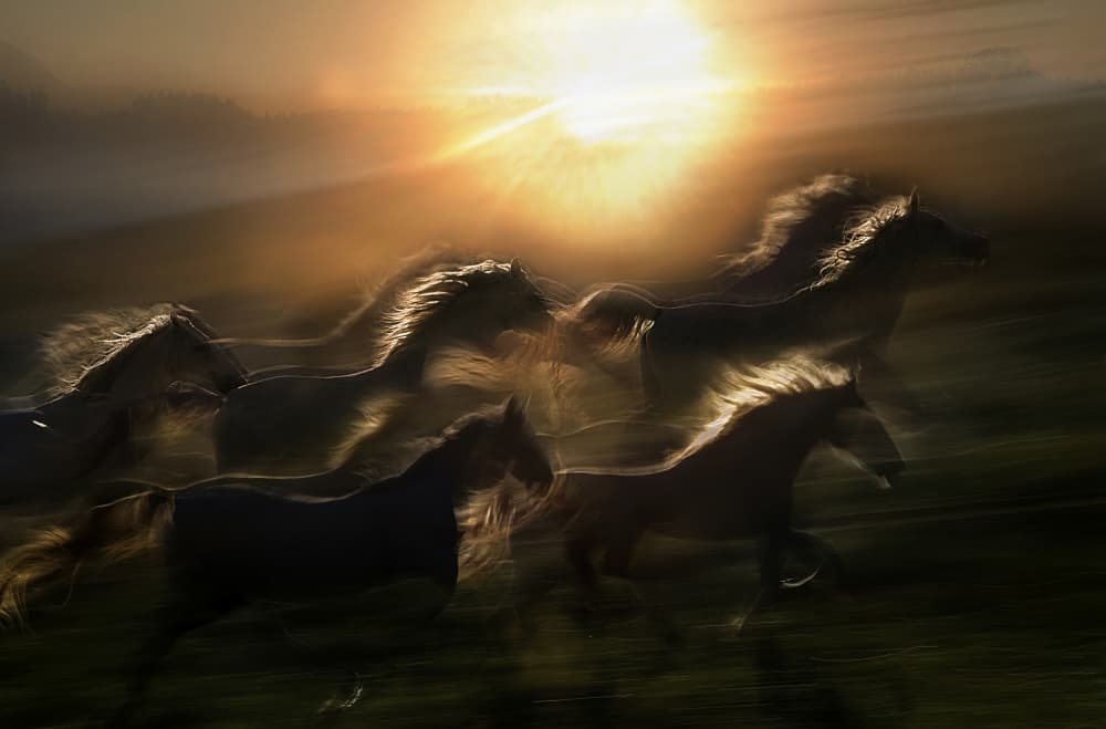 Wild Horses Golden Hour by Milan Malovrh — canvas wall art