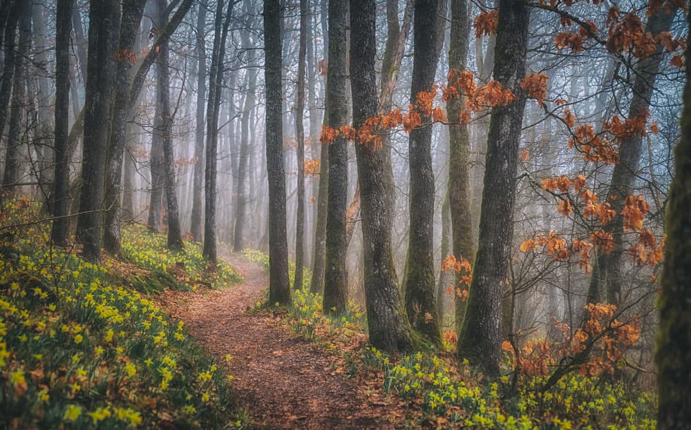 Misty Spring Forest Path by Guy Krier — canvas wall art