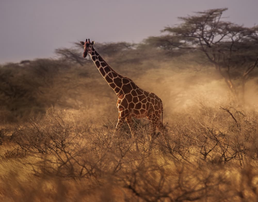Giraffe in Golden Dust by Judy Tseng — canvas wall art