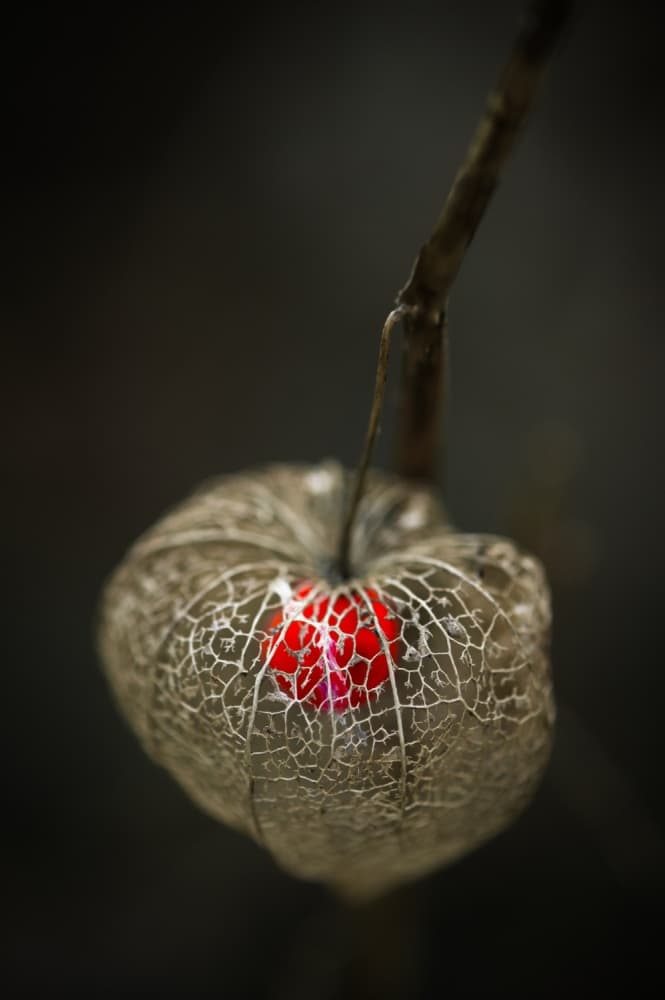Glowing Chinese Lantern by Jean-Luc BESSON — canvas wall art