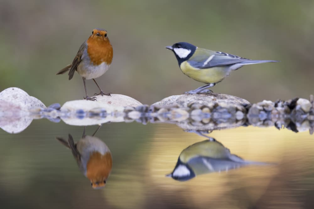 Peaceful Bird Reflections by Paolo Bolla — canvas wall art