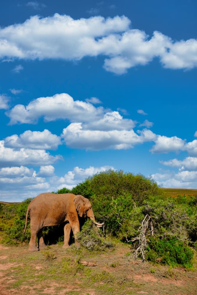 Wild Elephant Blue Sky by Dan Edwards — canvas wall art