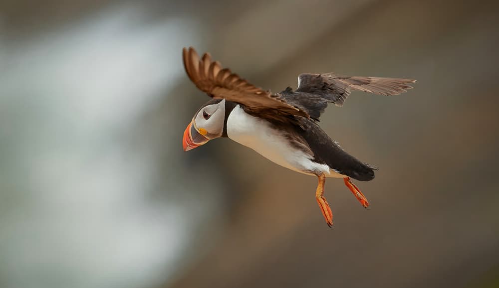 Atlantic Puffin Takes Flight by Stuart Williams — canvas wall art
