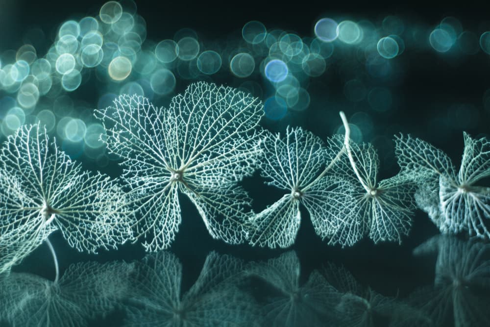 Ethereal Skeleton Leaves by Shihya Kowatari — canvas wall art