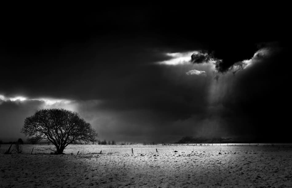 Dramatic Winter Tree Light by John Colbensen — canvas wall art