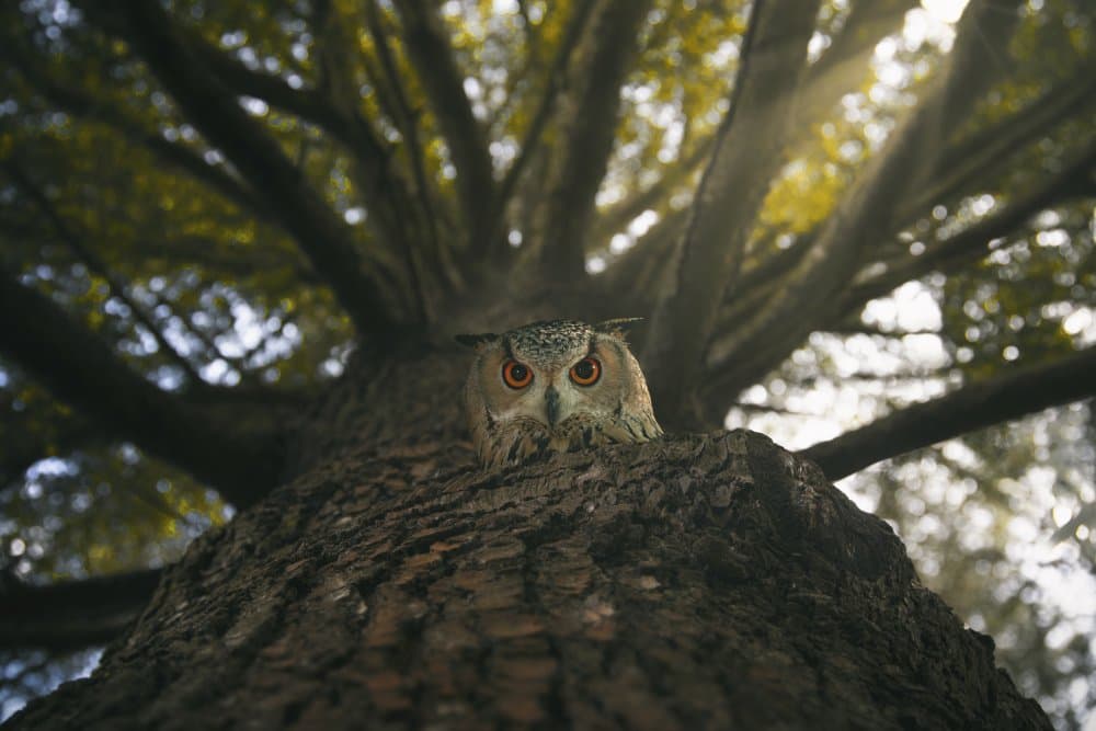 Watchful Forest Owl by Madison — canvas wall art