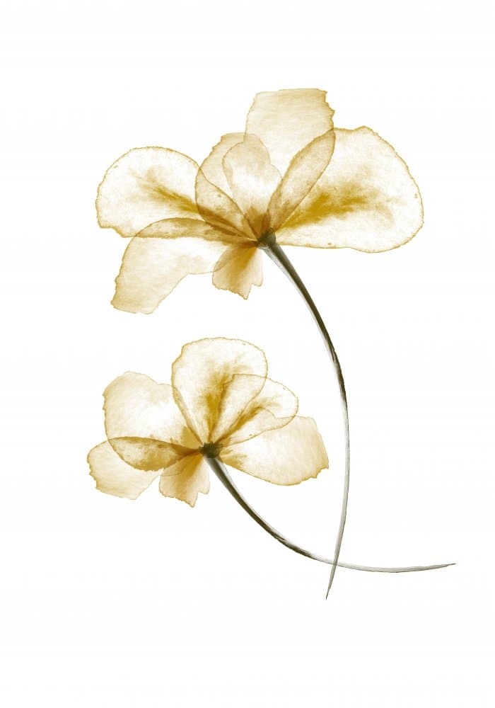 Delicate Gold Flowers by Pictufy Studio II — canvas wall art