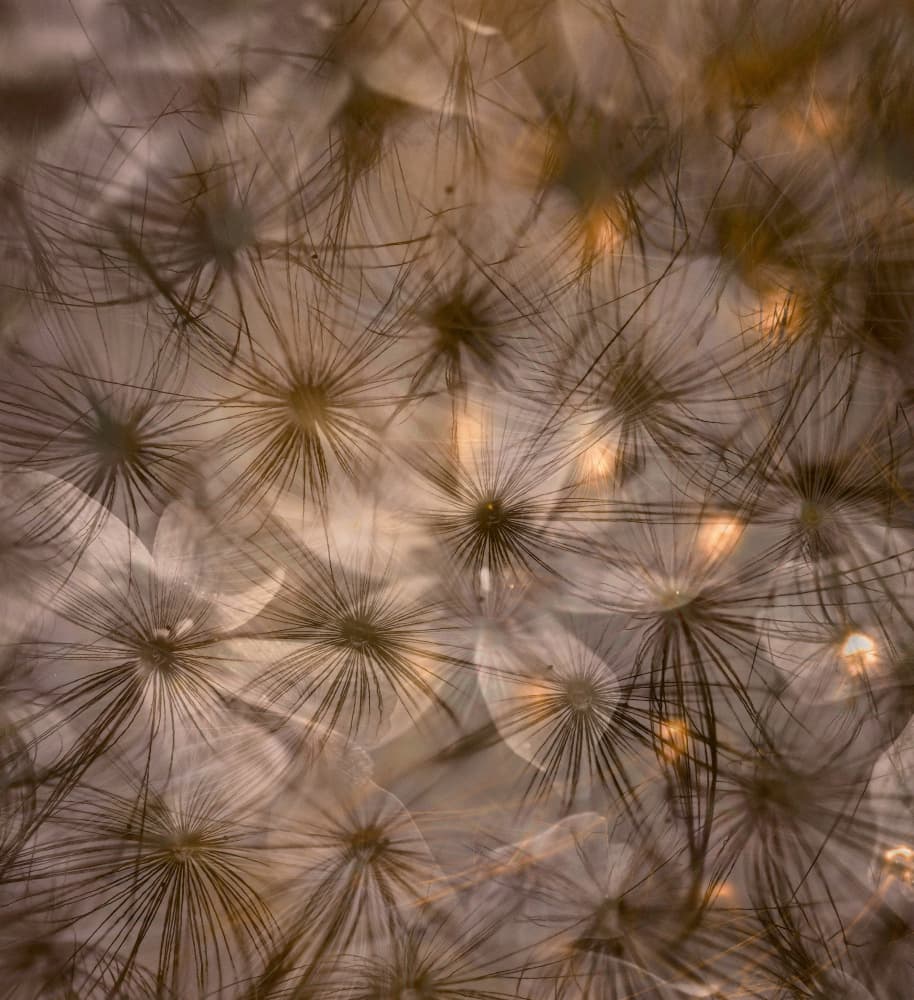 Ethereal Dandelion Seeds by Foto Tinca — canvas wall art