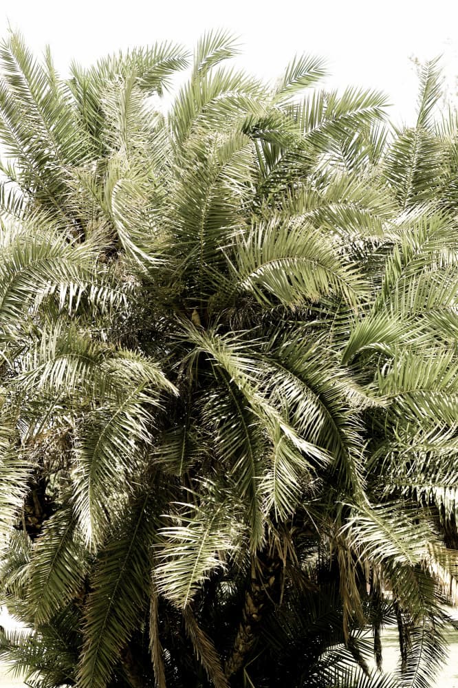 Verdant Palm Waves by Shot by Clint — canvas wall art