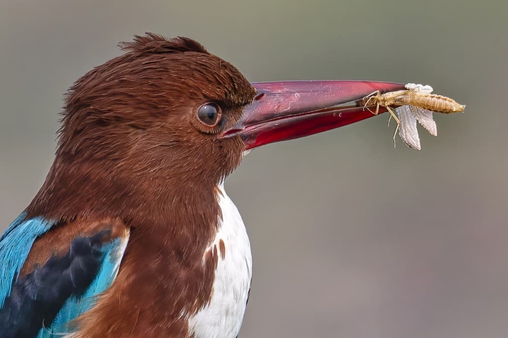 Kingfisher's Insect Meal by Kumar Kranti Prasad — canvas wall art