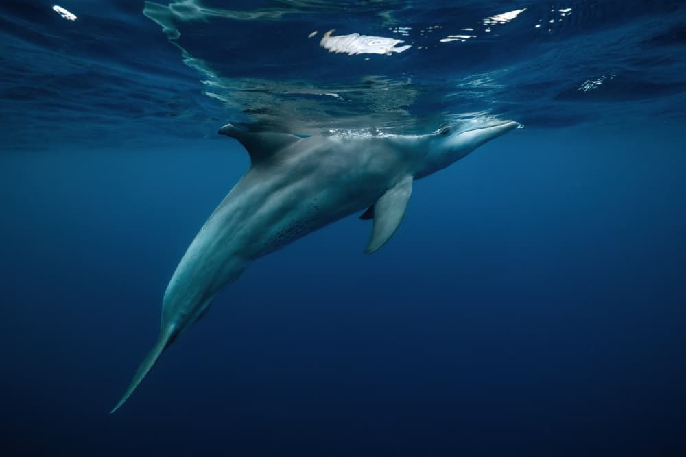 Graceful Blue Dolphin by Serge Melesan — canvas wall art