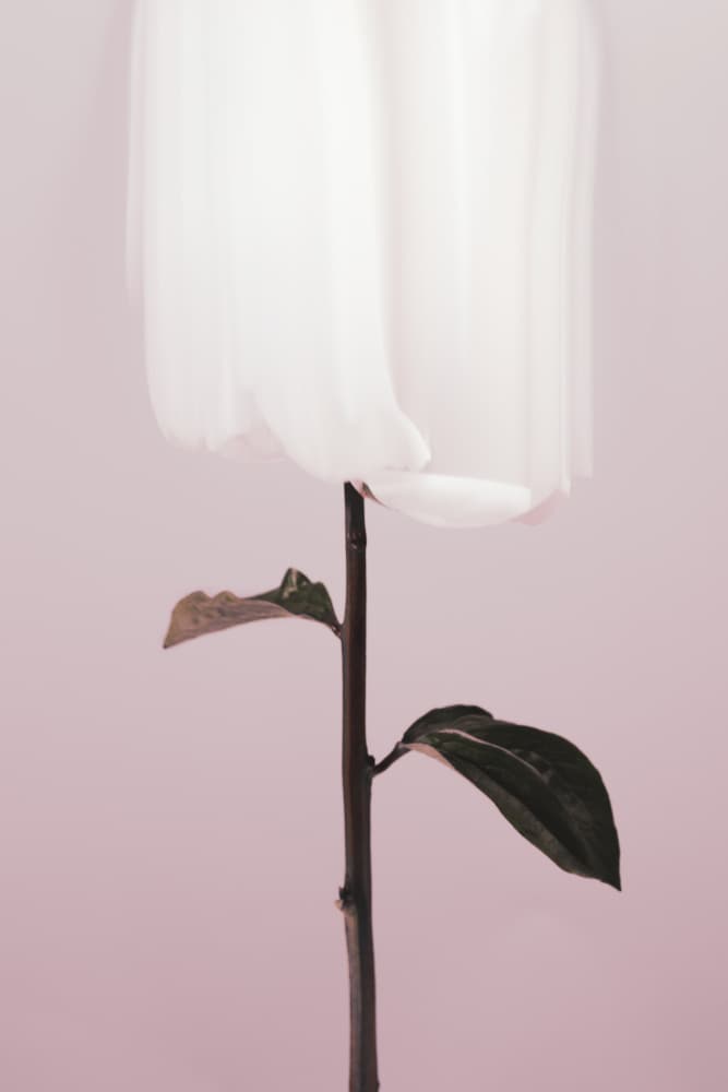 Ethereal White Bloom by Pictufy Studio III — canvas wall art