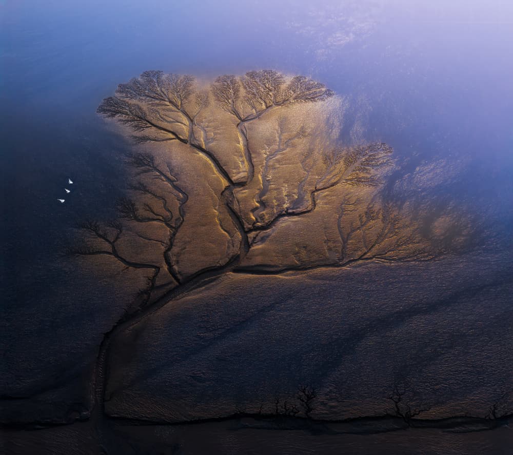 Golden Tidal Tree by Yuan Su — canvas wall art