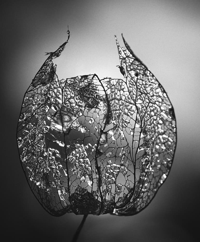 Ethereal Chinese Lantern by Birgith Norelli — canvas wall art