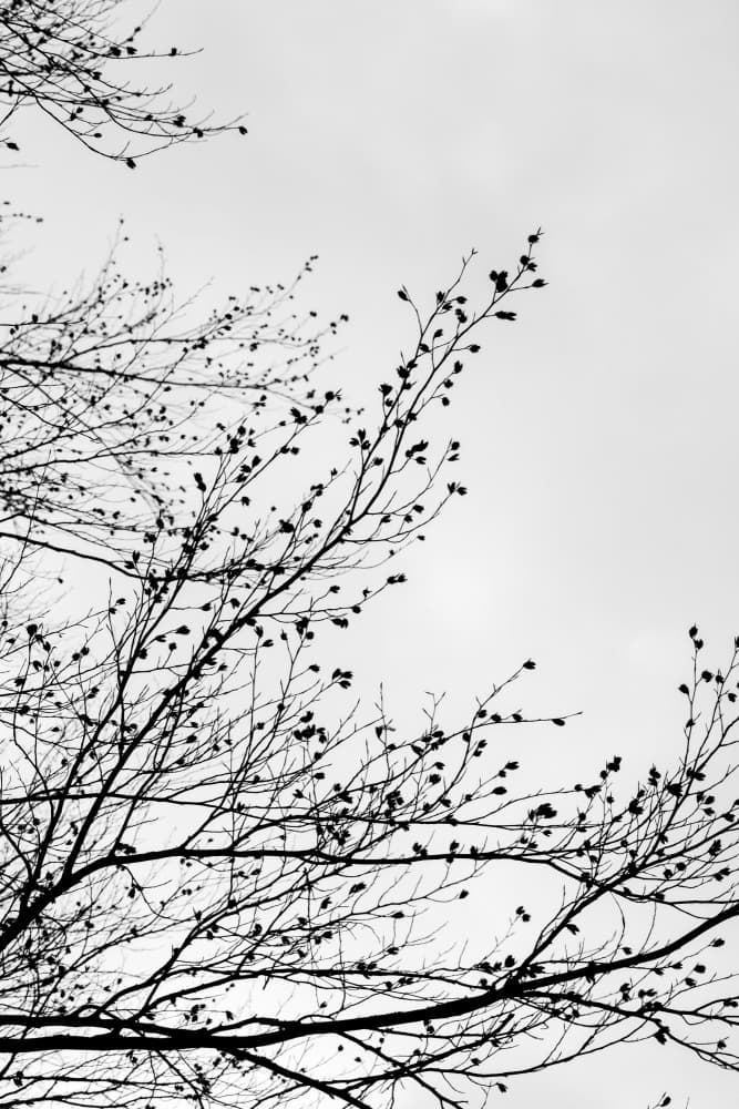 Winter Silhouettes 7 by Mareike Böhmer — canvas wall art