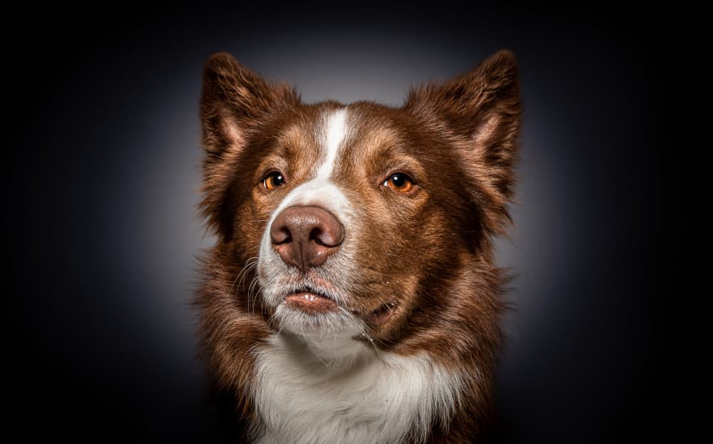 Thoughtful Collie Portrait by Dorte Irene Sattrup Lund-Nielsen — canvas wall art