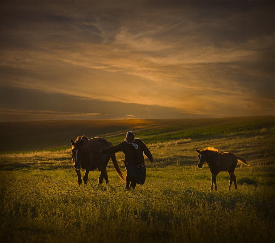 Man Leading Horses Sunset by Ileana Bosogea-Tudor — canvas wall art