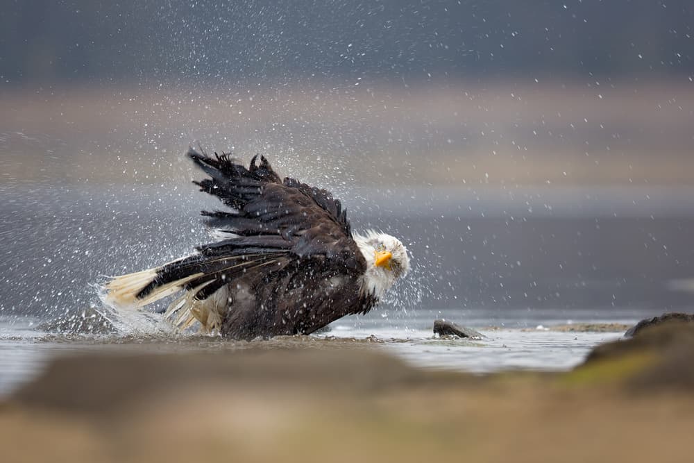 Bald Eagle Splashing Water by Milan Zygmunt — canvas wall art