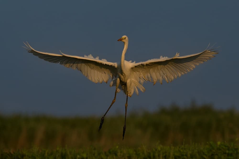 White Egret Landing by Rob Li — canvas wall art