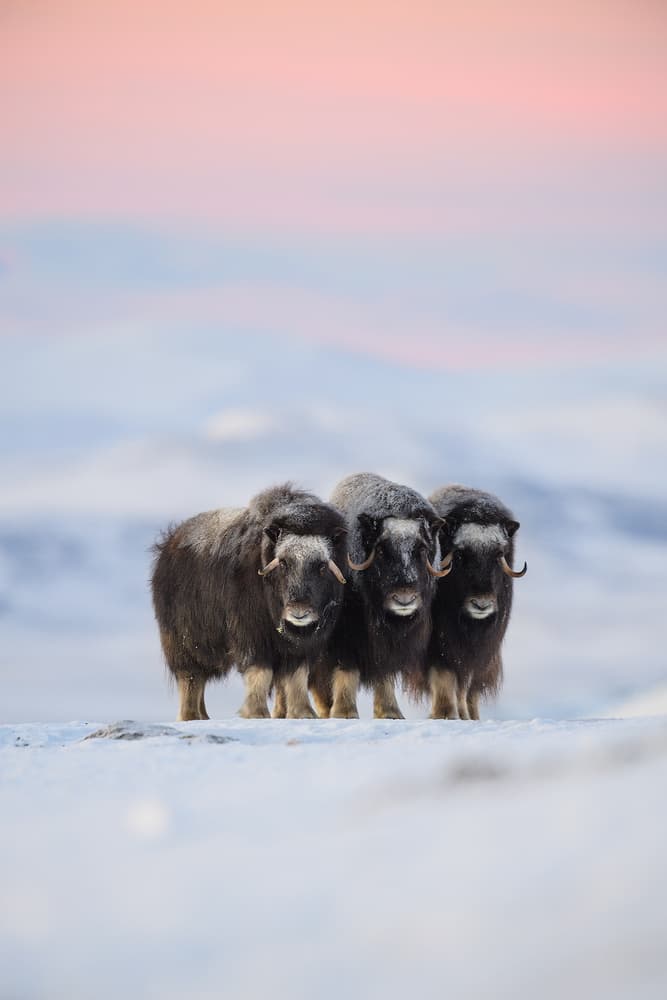 Three Musk Oxen by Roberto Marchegiani — canvas wall art
