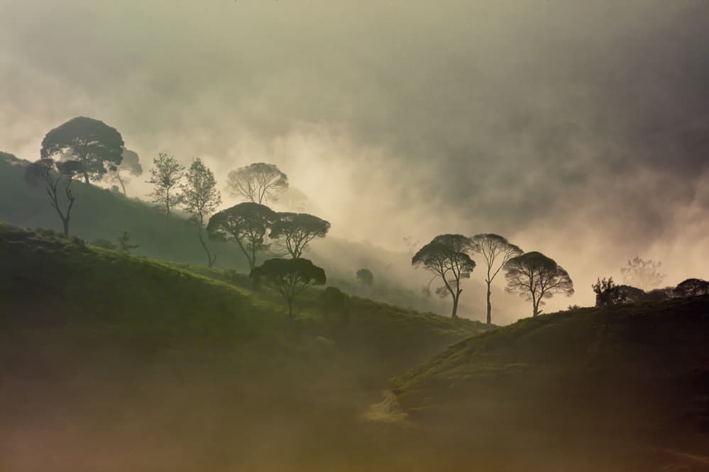 Trees in Morning Fog by Gunarto Song — canvas wall art