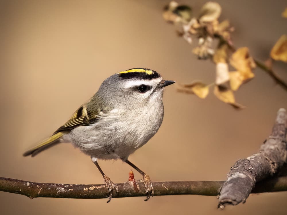Golden Crowned Kinglet by Robert Zhang — canvas wall art