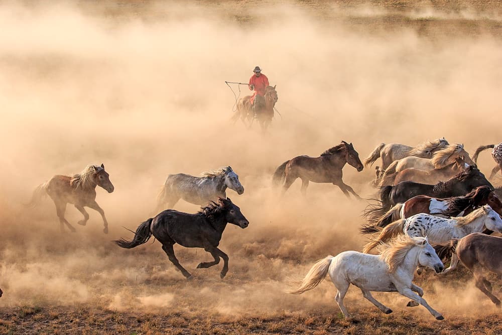 Wild Horses Gallop by Adam Wong — canvas wall art