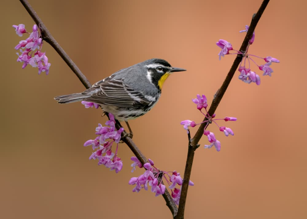 Spring Warbler Blossoms by Jacob (Jian) Xu — canvas wall art