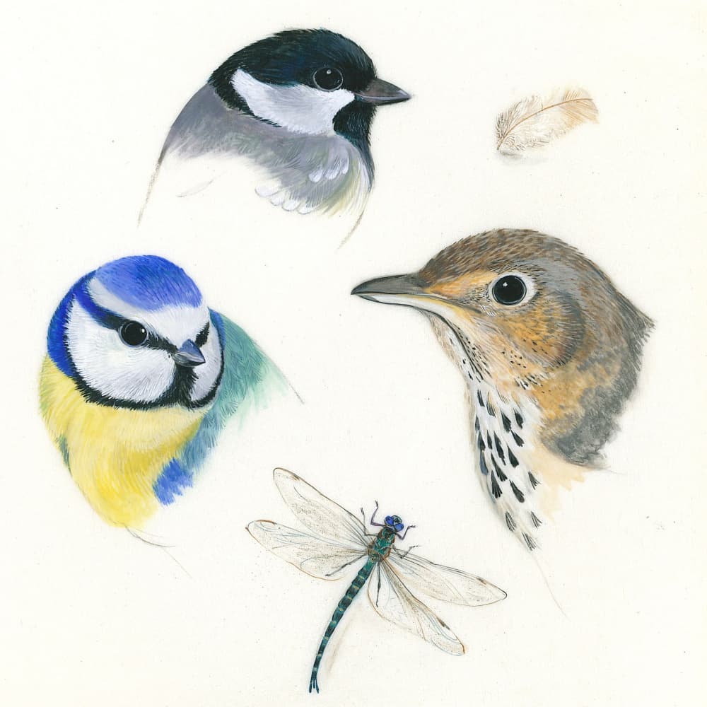Birds and Dragonfly Study by Isabelle Brent — canvas wall art