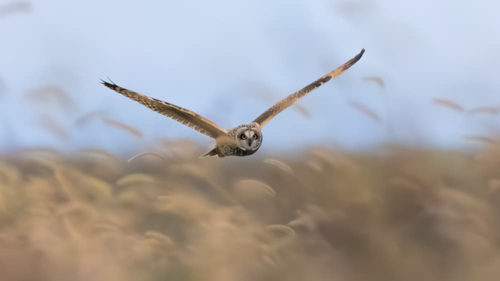 Flying Short-Eared Owl by Jun Zuo — canvas wall art