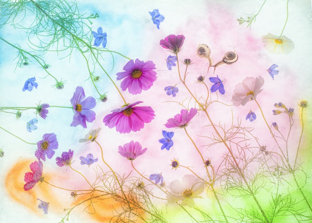 Colorful Floating Cosmos by Miharu † — canvas wall art