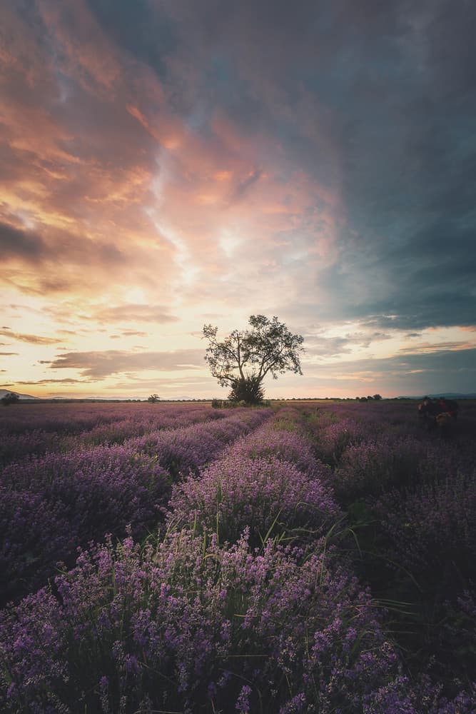 Lone Tree Lavender Sunset by Dmitry Kupratsevich — canvas wall art