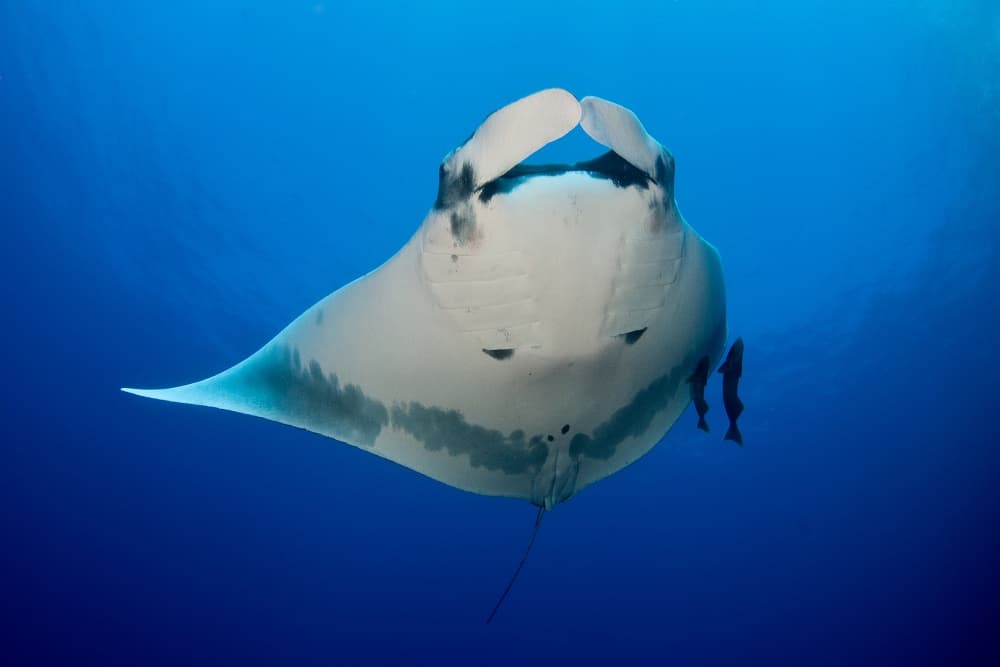 Majestic Manta Ray by Ilan Ben Tov — canvas wall art