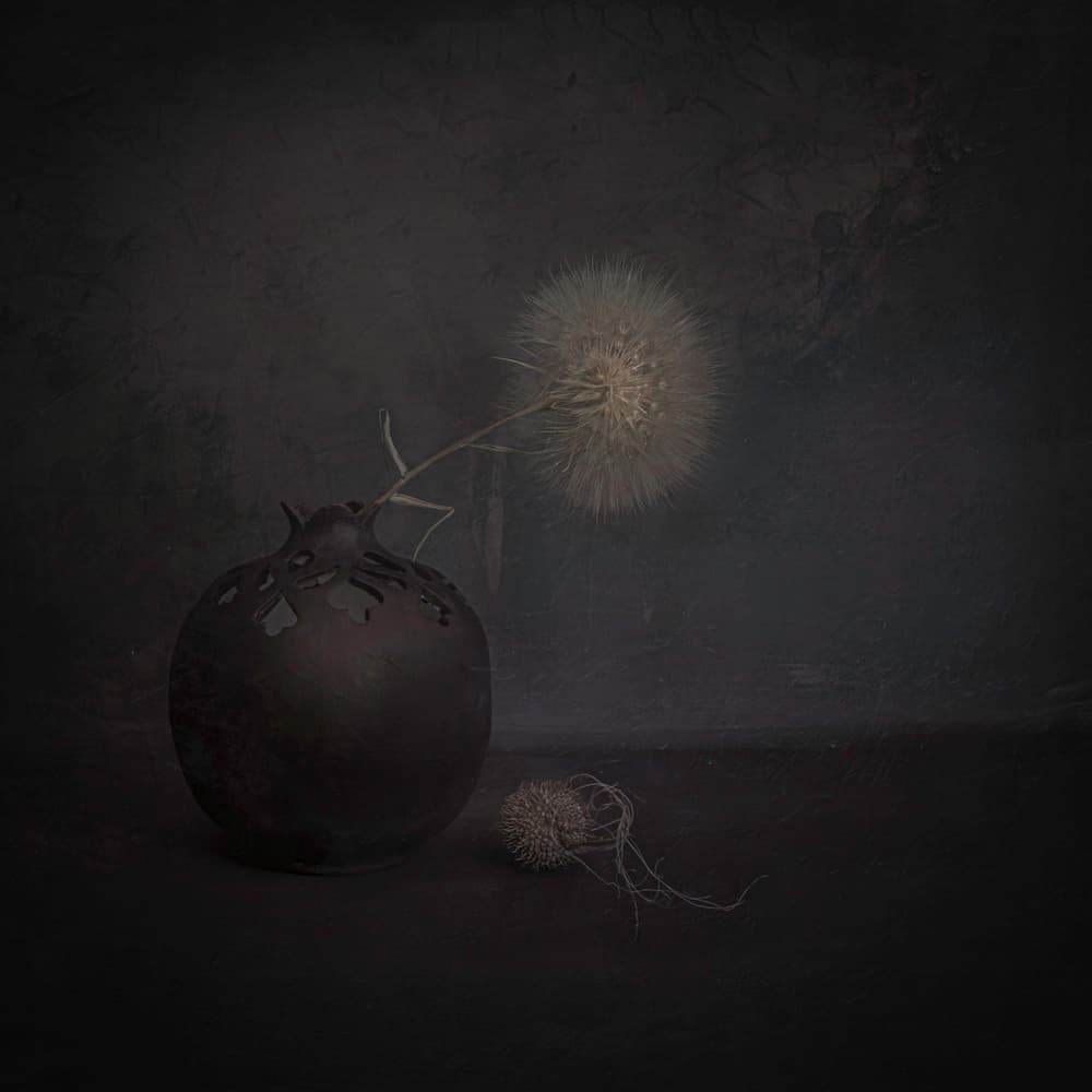 Dark Dandelion Still Life by Cicek Kiral — canvas wall art