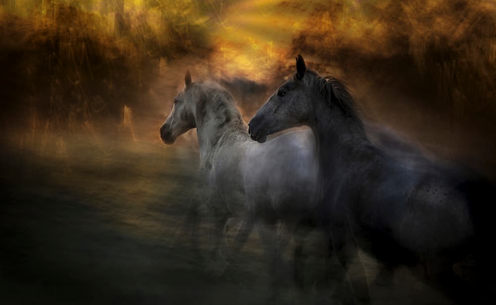 Wild Horses Golden Light by Milan Malovrh — canvas wall art