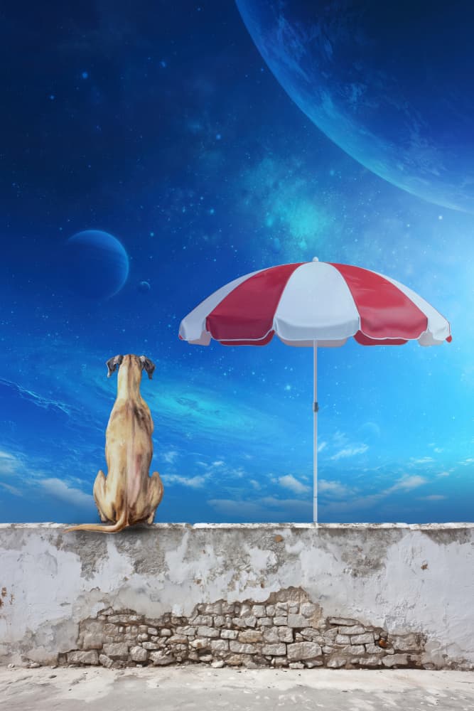 Dog Under Cosmic Sky by Rafal Kulik — canvas wall art