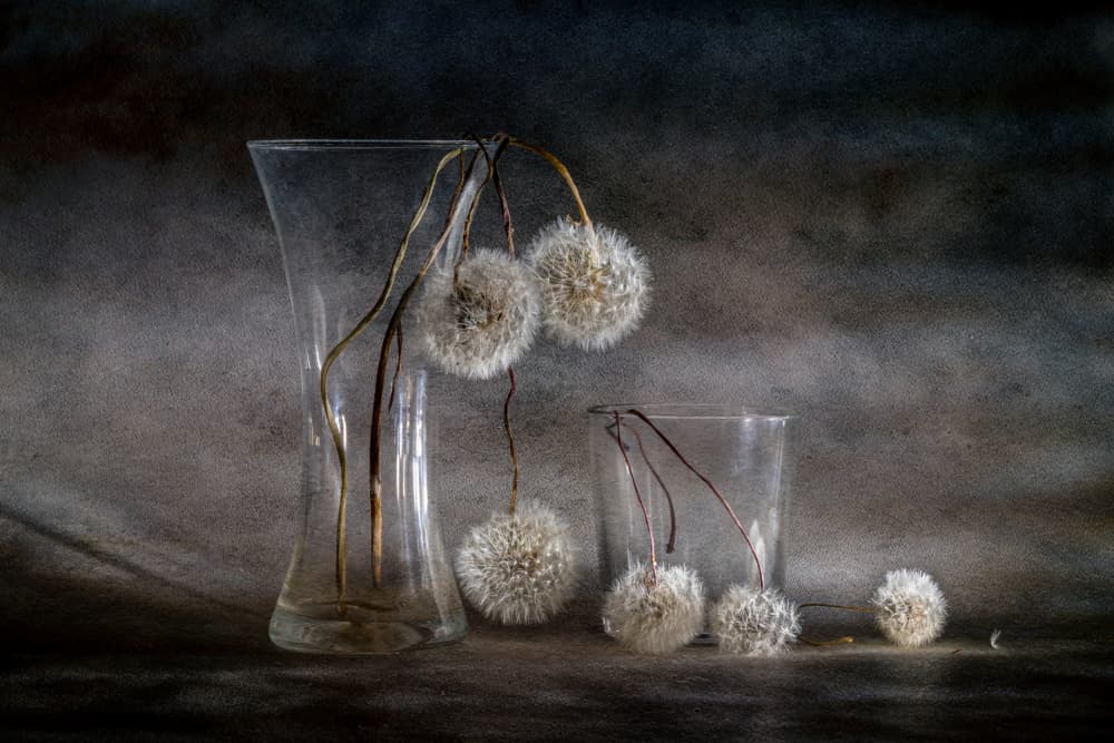 Fading Dandelion Seeds by Igor Kopcev — canvas wall art